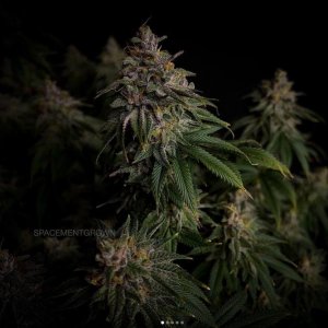 grow-with-medicgrow-smart8-spacementgrown-day55-37.jpg