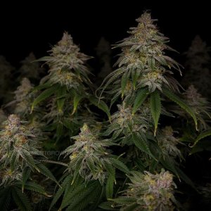 grow-with-medicgrow-smart8-spacementgrown-day55-38.jpg