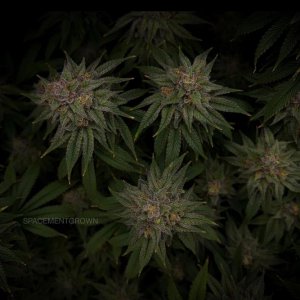 grow-with-medicgrow-smart8-spacementgrown-day55-39.jpg