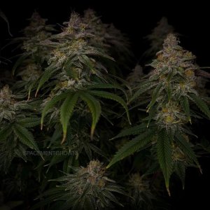 grow-with-medicgrow-smart8-spacementgrown-day55-40.jpg