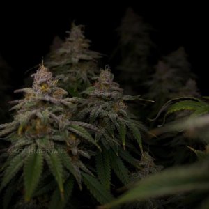 grow-with-medicgrow-smart8-spacementgrown-day55-41.jpg