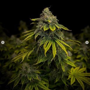 grow-with-medicgrow-smart8-spacementgrown-day55-43.jpg