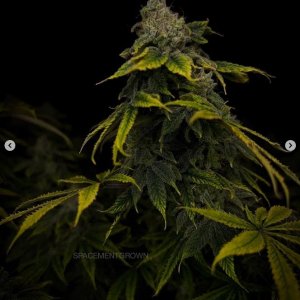 grow-with-medicgrow-smart8-spacementgrown-day55-44.jpg