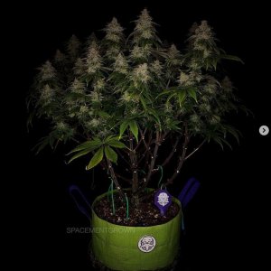 grow-with-medicgrow-smart8-spacementgrown-day55-45.jpg