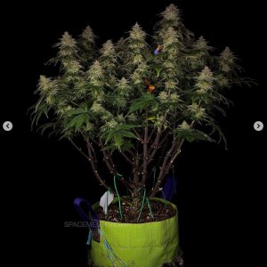 grow-with-medicgrow-smart8-spacementgrown-day55-46.jpg