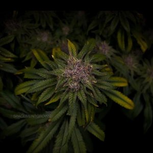 grow-with-medicgrow-smart8-spacementgrown-day55-47.jpg