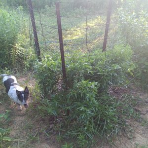 Fence Hopper (back view) & Dog like creature