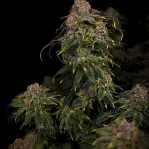 grow-with-medicgrow-smart8-spacementgrown-day55-49.jpg