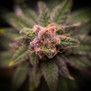 grow-with-medicgrow-smart8-spacementgrown-day62.jpg