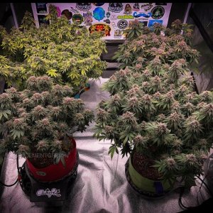 grow-with-medicgrow-smart8-spacementgrown-day63-1.jpg