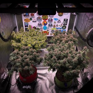 grow-with-medicgrow-smart8-spacementgrown-day63-2.jpg