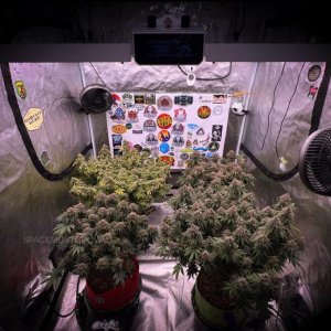 grow-with-medicgrow-smart8-spacementgrown-day63-3.jpg