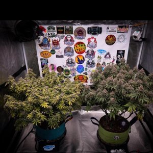 grow-with-medicgrow-smart8-spacementgrown-day63-4.jpg