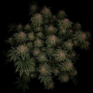 grow-with-medicgrow-smart8-spacementgrown-day63-5.jpg