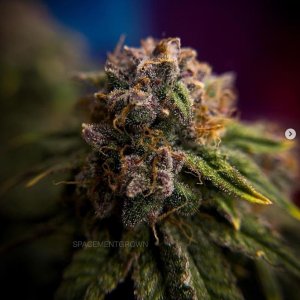 grow-with-medicgrow-smart8-spacementgrown-day63-6.jpg