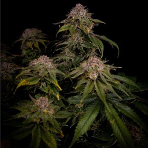 grow-with-medicgrow-smart8-spacementgrown-day63-8.jpg