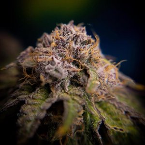 grow-with-medicgrow-smart8-spacementgrown-day63-9.jpg