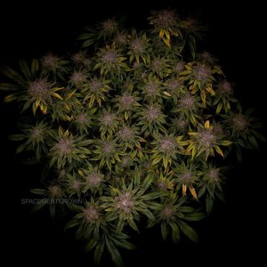 grow-with-medicgrow-smart8-spacementgrown-day63-10.jpg