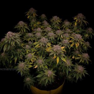 grow-with-medicgrow-smart8-spacementgrown-day63-11.jpg