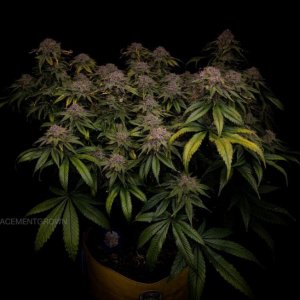 grow-with-medicgrow-smart8-spacementgrown-day63-12.jpg