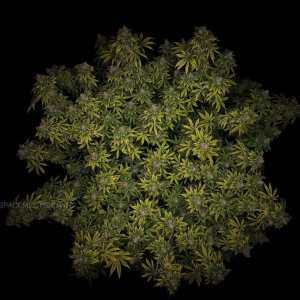 grow-with-medicgrow-smart8-spacementgrown-day65.jpg