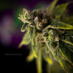 grow-with-medicgrow-smart8-spacementgrown-day65-1.jpg