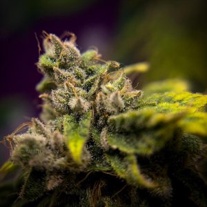 grow-with-medicgrow-smart8-spacementgrown-day65-2.jpg