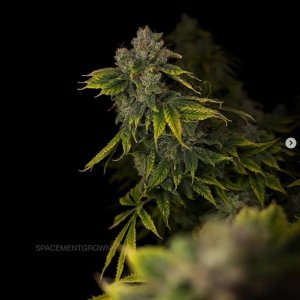 grow-with-medicgrow-smart8-spacementgrown-day65-3.jpg