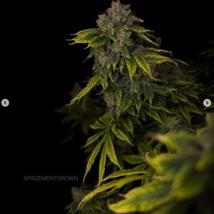 grow-with-medicgrow-smart8-spacementgrown-day65-4.jpg