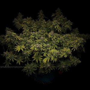 grow-with-medicgrow-smart8-spacementgrown-day65-6.jpg