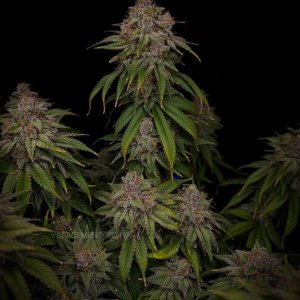 grow-with-medicgrow-smart8-spacementgrown-day66.jpg