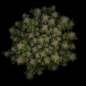 grow-with-medicgrow-smart8-spacementgrown-day66-2.jpg