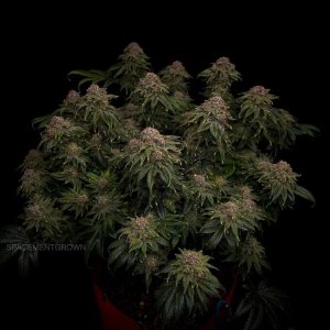 grow-with-medicgrow-smart8-spacementgrown-day66-3.jpg