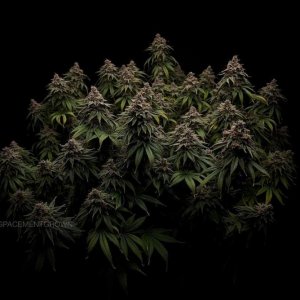 grow-with-medicgrow-smart8-spacementgrown-day66-4.jpg