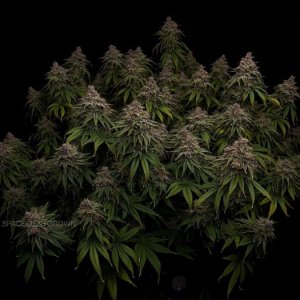 grow-with-medicgrow-smart8-spacementgrown-day66-5.jpg