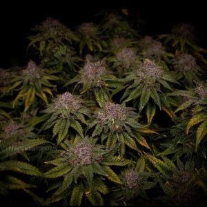 grow-with-medicgrow-smart8-spacementgrown-day66-6.jpg