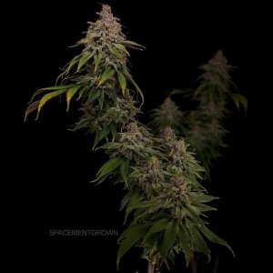 grow-with-medicgrow-smart8-spacementgrown-day66-8.jpg