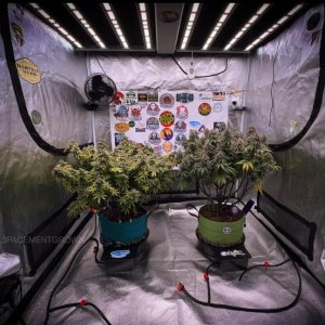 grow-with-medicgrow-smart8-spacementgrown-day66-12.jpg