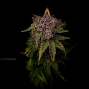 grow-with-medicgrow-smart8-spacementgrown-drying.jpg