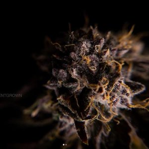 grow-with-medicgrow-smart8-spacementgrown-drying1.jpg