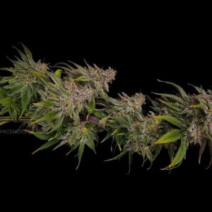 grow-with-medicgrow-smart8-spacementgrown-drying3.jpg