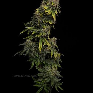 grow-with-medicgrow-smart8-spacementgrown-drying4.jpg