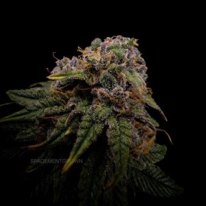 grow-with-medicgrow-smart8-spacementgrown-drying5.jpg