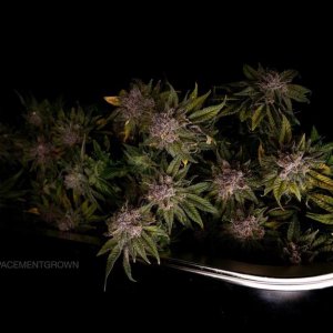 grow-with-medicgrow-smart8-spacementgrown-trim.jpg