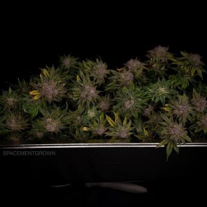 grow-with-medicgrow-smart8-spacementgrown-trim1.jpg