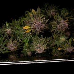 grow-with-medicgrow-smart8-spacementgrown-trim2.jpg