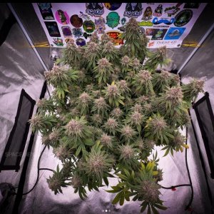 grow-with-medicgrow-smart8-spacementgrown-cutie-1.jpg