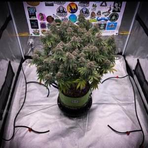 grow-with-medicgrow-smart8-spacementgrown-cutie-2.jpg