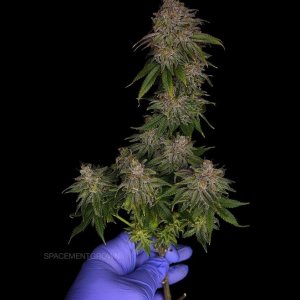 grow-with-medicgrow-smart8-spacementgrown-cutie-3.jpg