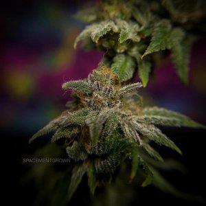 grow-with-medicgrow-smart8-spacementgrown-cutie-5.jpg